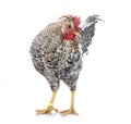 Cream legbar chicken Royalty Free Stock Photo