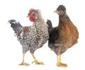 Cream legbar chicken Royalty Free Stock Photo