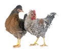 Cream legbar chicken Royalty Free Stock Photo