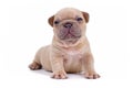 Cream Lilac Fawn Colored 3 Weeks Old French Bulldog Dog Puppy With Blue Eyes And Happy Face On White Background