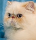 Cream persian cat with big white whiskers