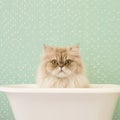 cream persian cat sitting in a bath tub looking unimpressed, mint green background