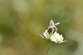 Cream pincushions flower with a bee, macro close up Royalty Free Stock Photo