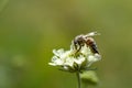 Cream pincushions flower with a bee, macro close up Royalty Free Stock Photo