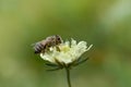 Cream pincushions flower with a bee, macro close up Royalty Free Stock Photo