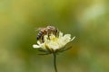 Cream pincushions flower with a bee, macro close up Royalty Free Stock Photo