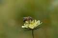 Cream pincushions flower with a bee, macro close up Royalty Free Stock Photo