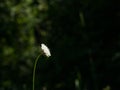 Cream Pincushions or Scabiosa Ochroleuca, flower close-up with dark bokeh background, selective focus, shallow DOF Royalty Free Stock Photo