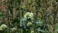 Cream Pincushions or Scabious, Scabiosa Ochroleuca, flower and buds close-up, selective focus, shallow DOF Royalty Free Stock Photo