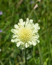 Cream Pincushions or Scabious, Scabiosa Ochroleuca, flower close-up, selective focus, shallow DOF Royalty Free Stock Photo