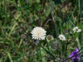 Cream Pincushions or Scabious, Scabiosa Ochroleuca, flower close-up, selective focus, shallow DOF Royalty Free Stock Photo