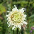 Cream Pincushions or Scabious, Scabiosa Ochroleuca, flower with small red ticks close-up, selective focus, shallow DOF Royalty Free Stock Photo