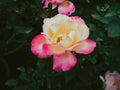 Cream-pink gradient color rose, surrounded by green leaves in garden. Royalty Free Stock Photo