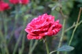 Cream pink rose flower bud close-up. Back green background with blurred leaves Royalty Free Stock Photo