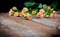 Cream pink roses with leaves on wooden background