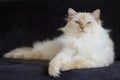 Cream point ragdoll on black couch Royalty Free Stock Photo