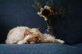 Cream ragdoll cat sleep on sofa, with beautiful flowers, blue background Royalty Free Stock Photo