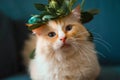 Cream ragdoll cute cat wear green leaves garland blue and yellow color