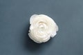 Cream ranunculus flower on a grey background