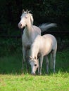 Cream ride ponys grazing in paddock Royalty Free Stock Photo