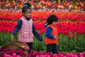 Brother and sister children walking through colorful tulip field Royalty Free Stock Photo