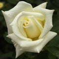 Cream rose - close-up Royalty Free Stock Photo