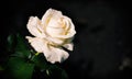 Cream rose with water drops on a blurry dark Royalty Free Stock Photo