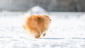 cream sable orange pomeranian spitz dog running in the snow