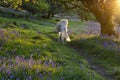 Saluki dog in bluebell wood at sunset.