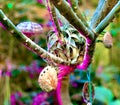 Cream shelled insect on branches of tree at Festival of Lights at Queen Elizabeth Park in Vancouver, Jan 5, 2020