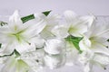 Cream for skin care, natural cosmetics made of flowers and petals. A glass jar of white cream stands among the lily flowers Royalty Free Stock Photo