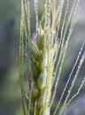 Cream of a spikelet of barley with small drops of morning dew