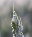 Cream of a spikelet of wheat with small drops of morning dew