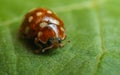 Cream-spot ladybird (Calvia 14-guttata)