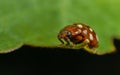 Cream-spot ladybird (Calvia 14-guttata)