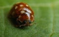 Cream-spot ladybird (Calvia 14-guttata)