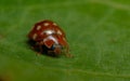 Cream-spot ladybird (Calvia 14-guttata)