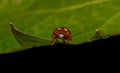 Cream-spot ladybird (Calvia 14-guttata)
