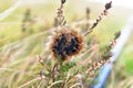 A Cream-spot Tiger moth caterpillar on the heather Royalty Free Stock Photo