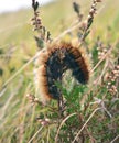 A Cream-spot Tiger moth caterpillar on the heather Royalty Free Stock Photo