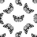 High detailed seamless pattern of cream-spot tiger moth. Hand drawn butterfly sketch. Vintage insect drawing on white background. Royalty Free Stock Photo