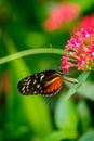 cream-spotted tigerwing butterfly on the flower Royalty Free Stock Photo