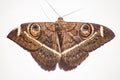 Cream-Striped Owl Moth Cyligramma latona 8683 Royalty Free Stock Photo