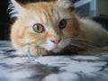 A Cream Tabby Cat Looking at the Camera Royalty Free Stock Photo