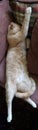 Cream Tabby Cat Sleeping Stretched out on a Stickley Couch Royalty Free Stock Photo