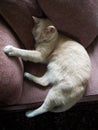 View of a Cream Tabby Shorthair Cat resting on a Stickley Couch Royalty Free Stock Photo