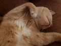 View of a Cream Tabby Shorthair Cat resting on a Stickley Couch Royalty Free Stock Photo