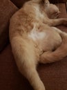 View of a Cream Tabby Shorthair Cat resting on a Stickley Couch Royalty Free Stock Photo