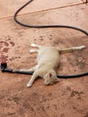 View of a Cream Tabby Sleeping Outside on a Garden Hose and Orange Patio