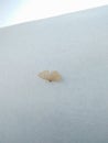 Cream wave scopula floslactata moth geometridae